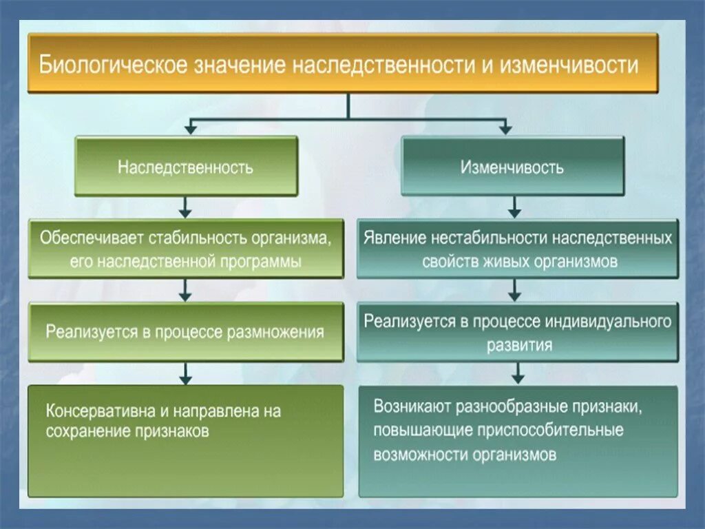 Значение изменчивости. Биологическое значение наследственности. биологическое значение наследственности и изменчивости. основы учения о наследственности и изменчивости. основные учения о наследственности и изменчивости.