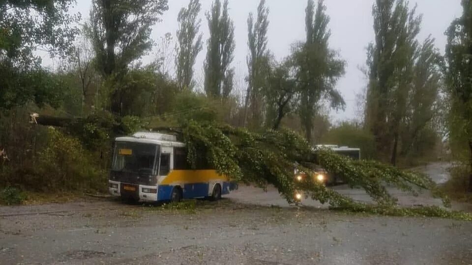 Погода на сегодня партизанск. Тополь в Приморском крае. Автобусы Партизанск. Партизанск тополя. Ураган Партизанск.