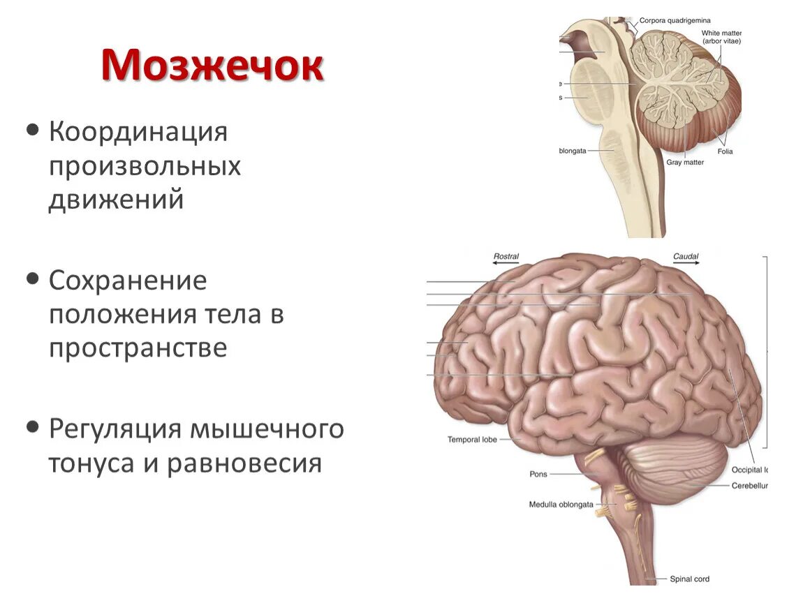 В задний мозг входит мозжечок. Мозжечок человека строение и функции. Функции мозжечка в головном мозге. Функции отделов головного мозга мозжечок. Мозжечок анатомия расположение.