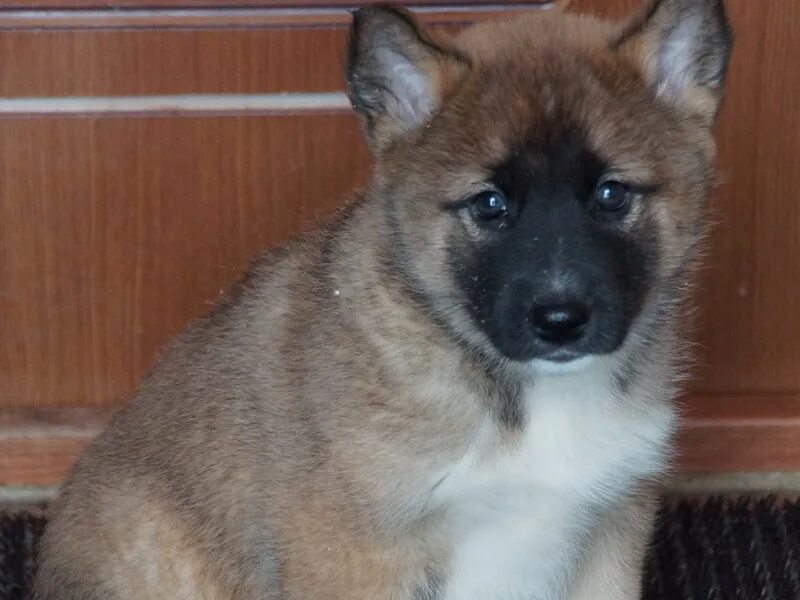 щенки маленьких пород в добрые. авито собаки амурская. авито пермь собаки. авито собаки амурская. заводчики зверовых лаек в нижегородской области.