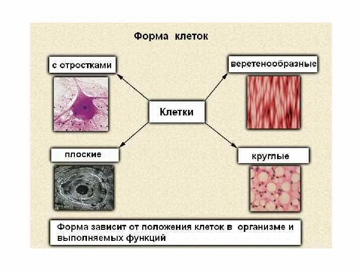 Строение функции и физиология клетки. Физиология клетки. физиология клетки человека. клетки с отростками. доклад &quot;удивительная клетка&quot;.