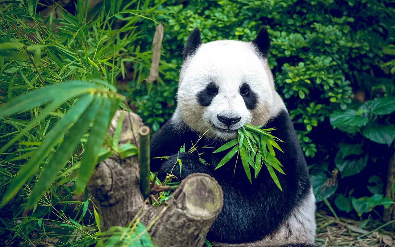 Большая панда что едят. Панда ест. Панда на бамбуке. Панда в бамбуковом лесу. Панда ест бамбук.