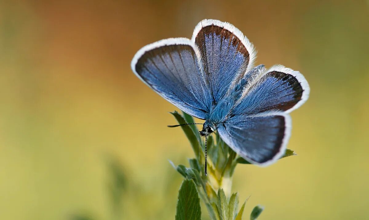 Бабочки голубянки чудесной. Голубянка Алексис бабочка. Голубянка Лева. Голубянка Киана. Голубянка чудесная.