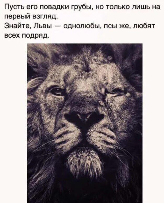 Фразы про льва. Лев цитаты. Цитаты с картинкой Льва. Цитаты про Львов. Статусы со львами в картинках.