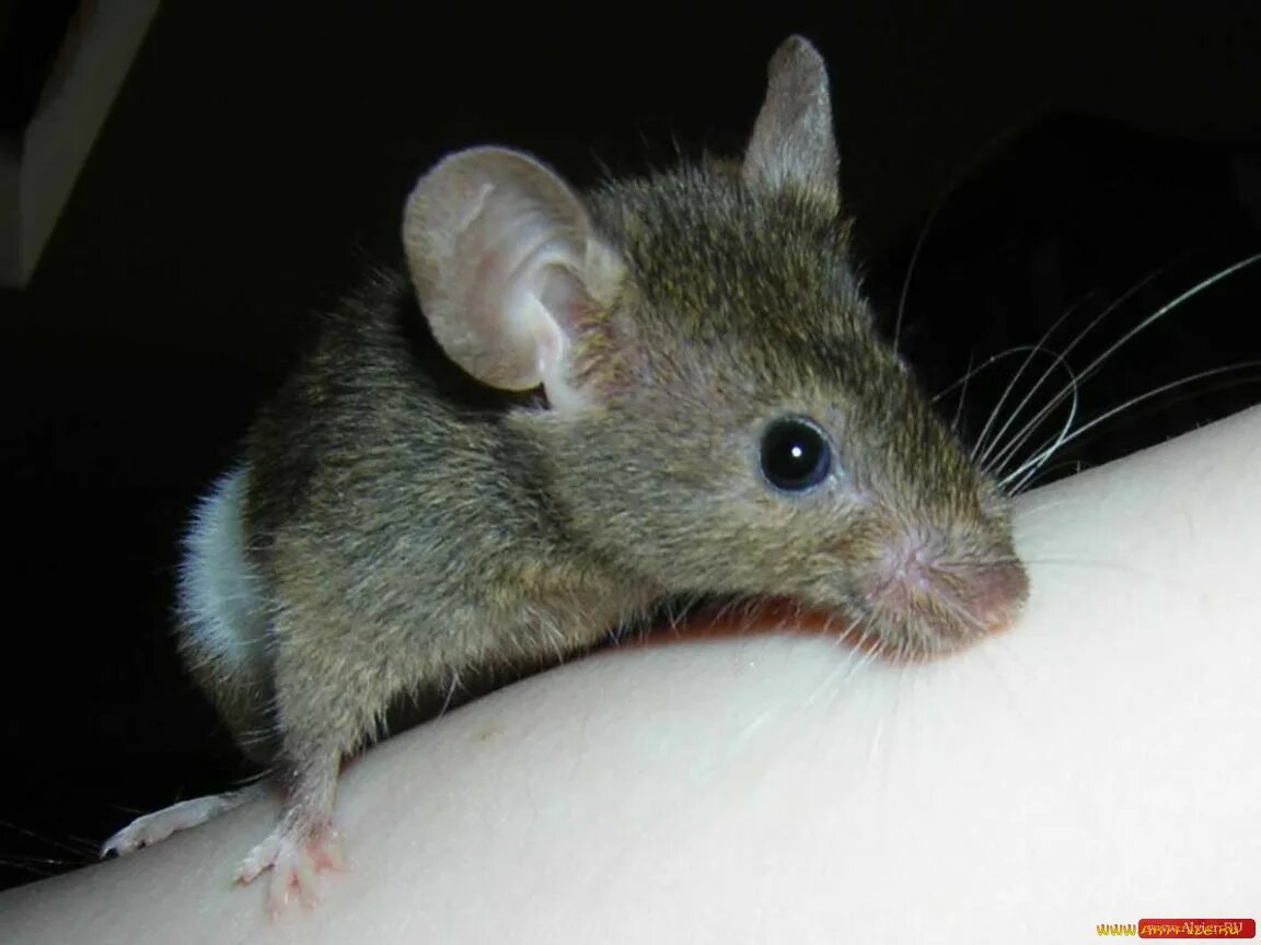 От крыс и мышей. Мышки крысята. Мышонок или крысенок. Маленькая крыса и мышь. Как отличить мышь