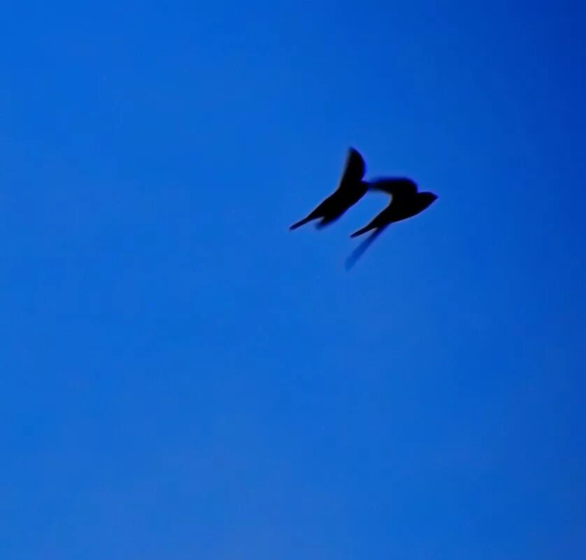 песня глаза стрижи скользят по небу. ласточки в небе. стрижи в небе над домами летом вечером. стрижи в переславле залесском. иногда глаза открываются.