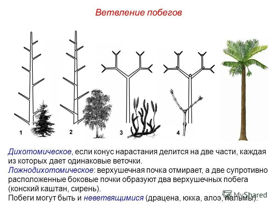 Ложнодихотомическое ветвление побегов. Симподиальное ветвление побега. Моноподиальное ветвление побега. Верхушечное ветвление побегов.