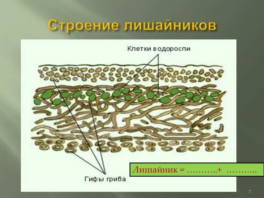 Внутреннее строение лишайника. Схема строения лишайника рисунок. Срез слоевища лишайника. Лишайник ягель строение.