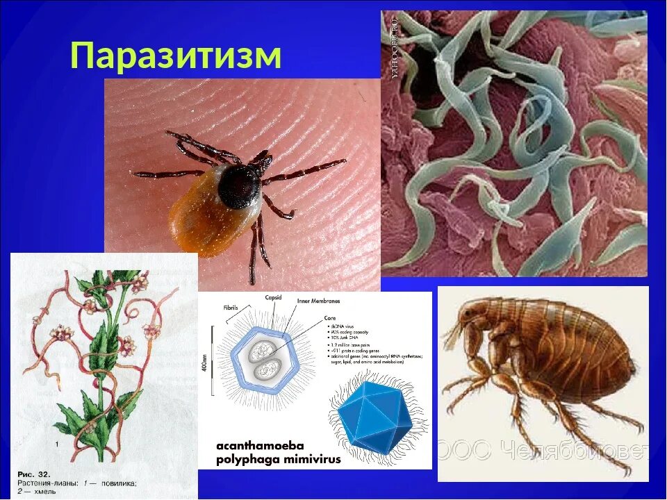 Паразитизм. Паразитизм вид взаимоотношений. Паразитизм примеры. Примеры паразитизма в природе.