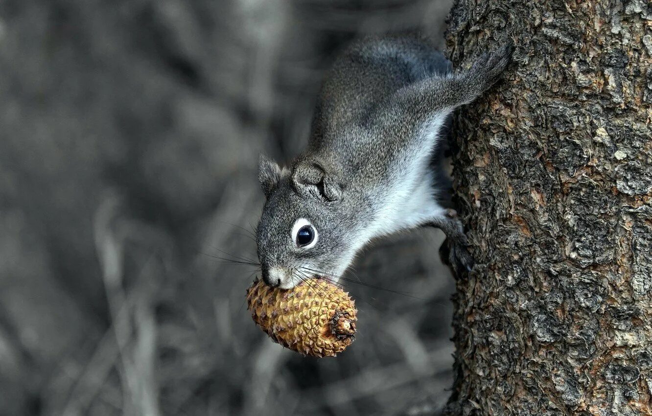 Sciurus aberti. Белки альбиносы. Зеленая белка. Серо белая белка. Серое животное.