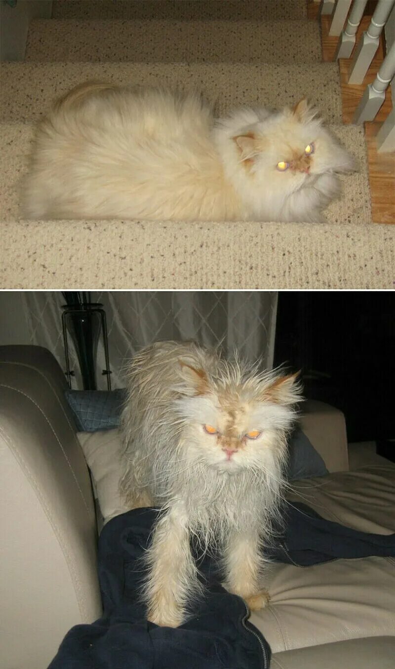 Коты после мытья. Коты до и после купания. Смешной кот. Мокрый пушистый кот. Кошка ржач.