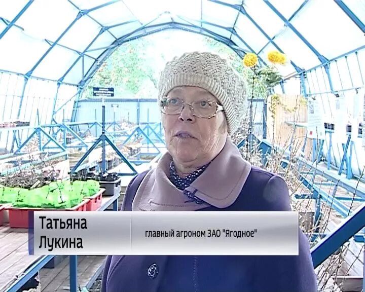 Саженцы татьяны. ЗАО Ягодное Киров. Югрино Ягодное саженцы магазин. Ягодное Югрино Киров.