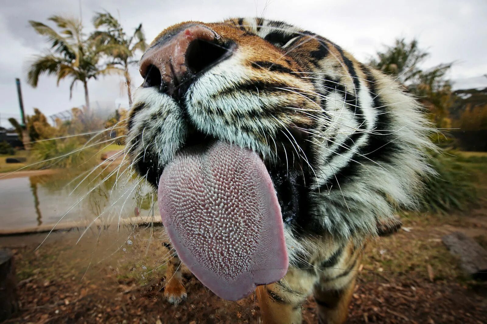 U animal. Язык тигра. Смешной тигр. Улыбающиеся животные.