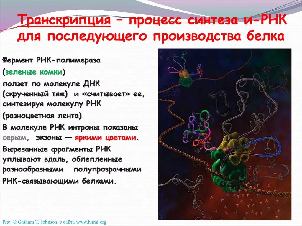 Днк участвует в биосинтезе рнк. Синтез РНК ферменты. Исходный продукт синтеза РНК ферментом РНК полимераза. Исходный продукт синтеза РНК ферментом РНК полимераза ЕГЭ. Транскрипции в процессе биосинтеза белка?.