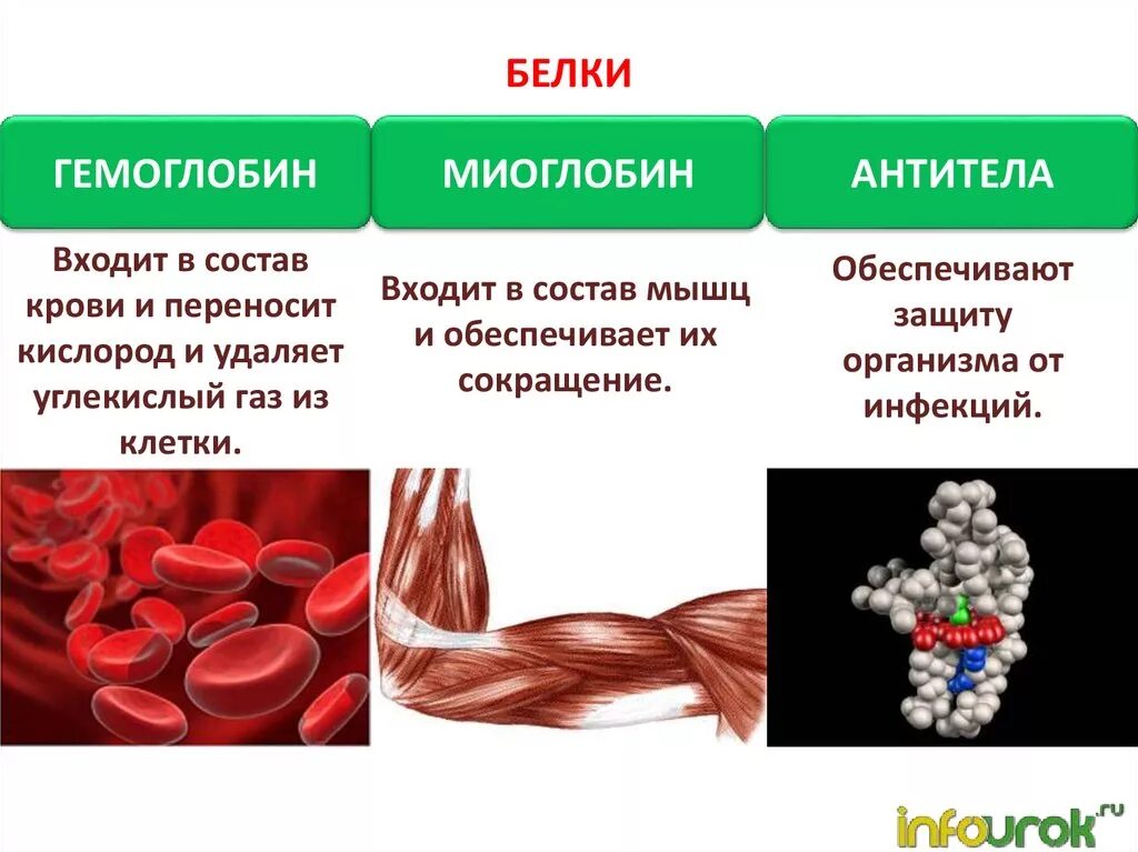 В состав мышцы входит. Отличия в строении гемоглобина и миоглобина. Строение гемоглобина и миоглобина. Строение и функции гемоглобина и миоглобина человека. Сравните строение гемоглобина и миоглобина..