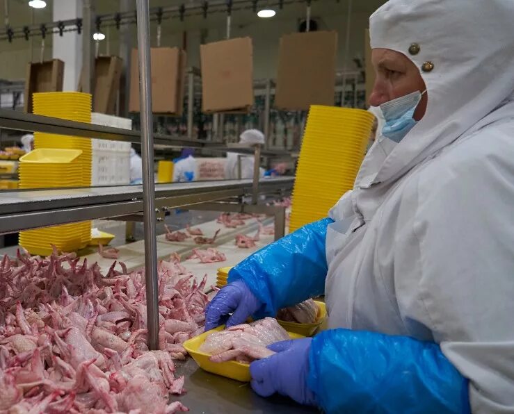 Белая птица шебекино. Упаковщик на птицефабрику. Белая птица курск. Мираторг птицефабрика курск. Черкизово курский.
