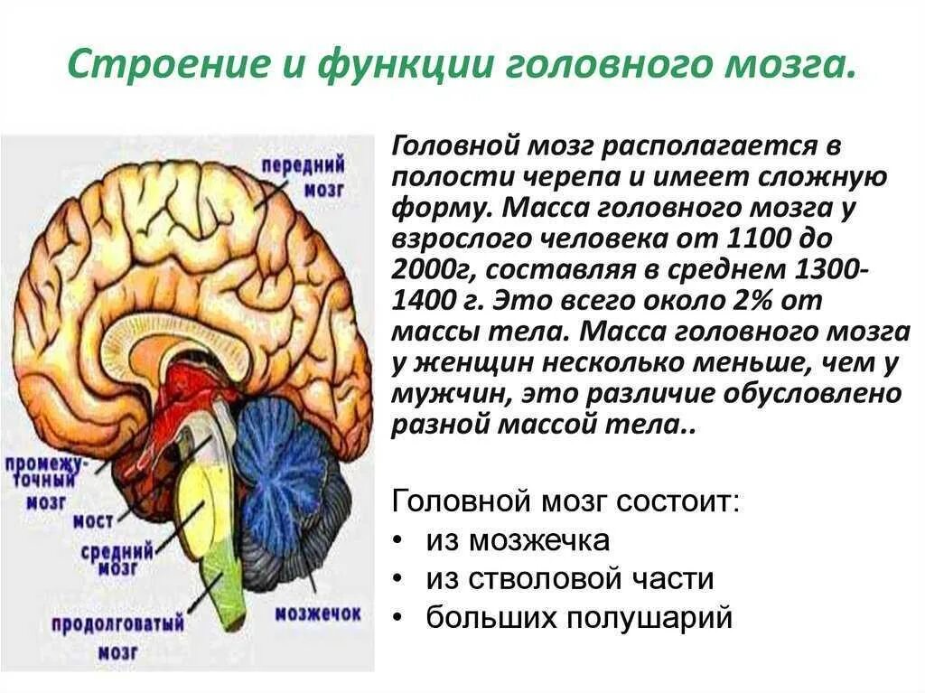 Головной мозг строение и функции. Строение головного мозга выполняемые функции. Строение и функции отделов головного мозга. Последовательность отделов головного мозга снизу вверх. Функции среднего отдела головного мозга человека