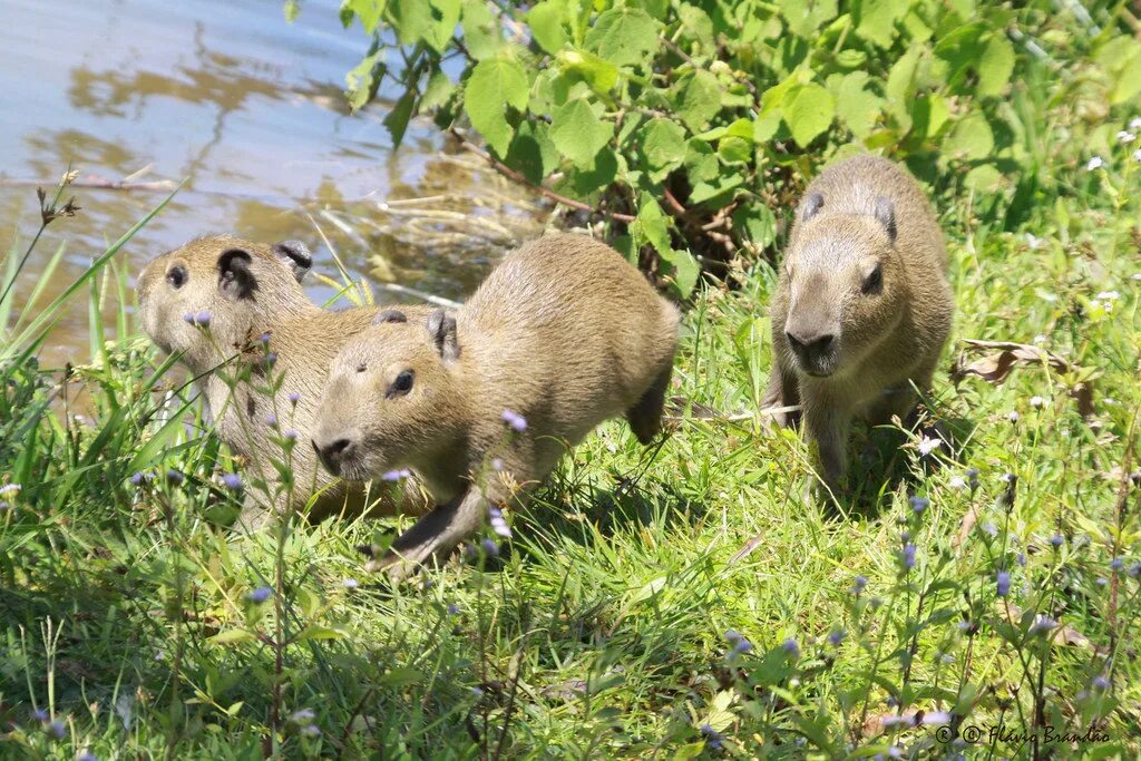 Капибара сельвы. Капибара среда обитания. Капибара среда обитания. Водосвинка капибара южной америки. Сельва амазонки капибара.
