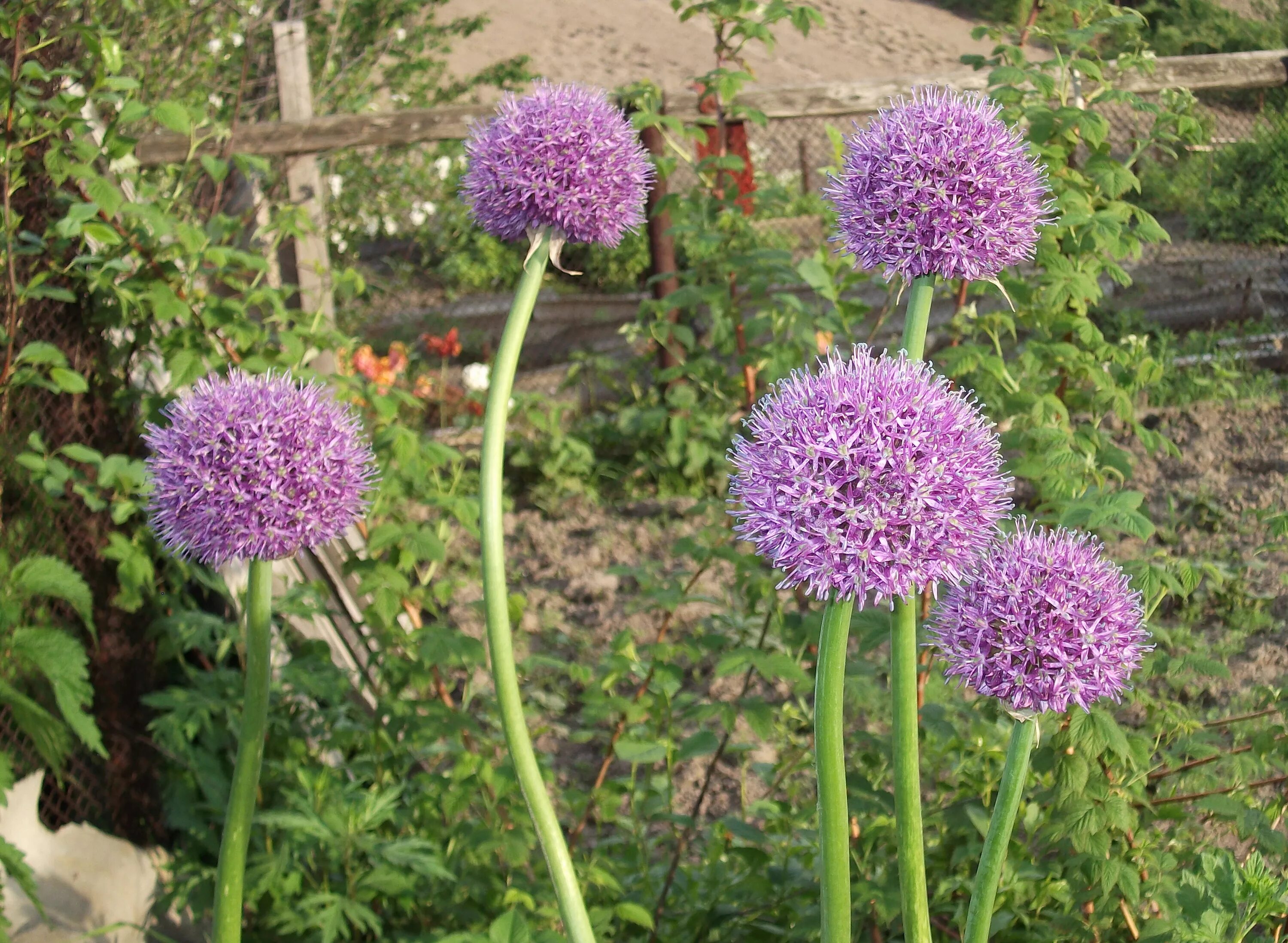 Лук китайский чеснок. Китайский лукочеснок. Лукочеснок Рокамболь. Allium globosum. Анзур горный лук.