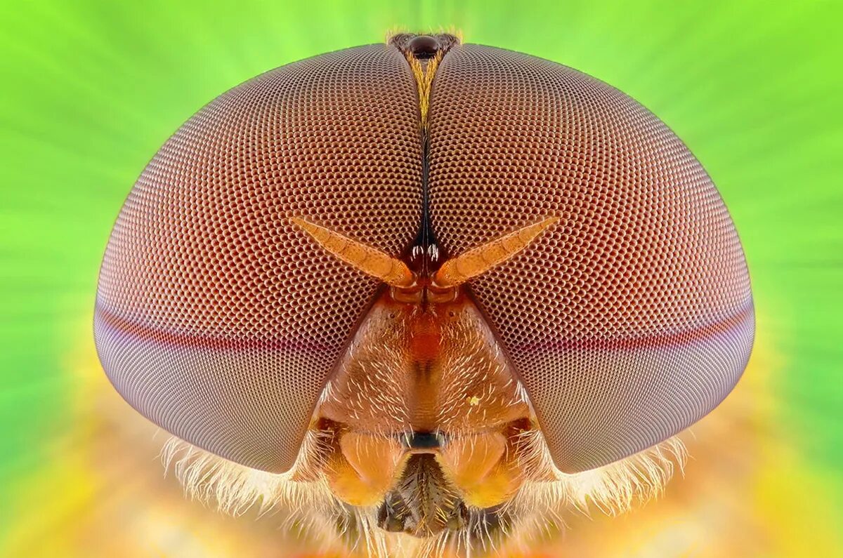 Гибриды насекомых. 5 самых насекомых. Мотылёк sosxetra grata. 5 самых насекомых. Самые необычные насекомые.