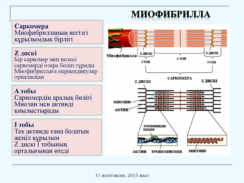 Белки саркомера. Миофибриллы актин миозин. Бұлшықеттердің жиырылуы. Саркомер миофибриллы. Миофибрилла дегеніміз не.