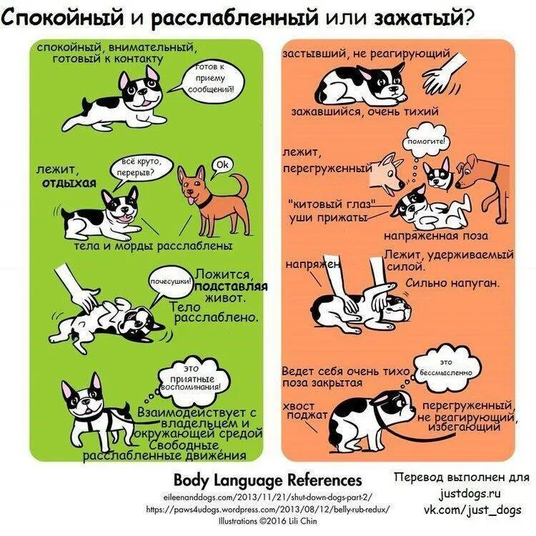 Приложение которое переводит собачий язык. Язык тела собаки. советы для животных. советы по домашним животным. язык тела собаки в картинках.