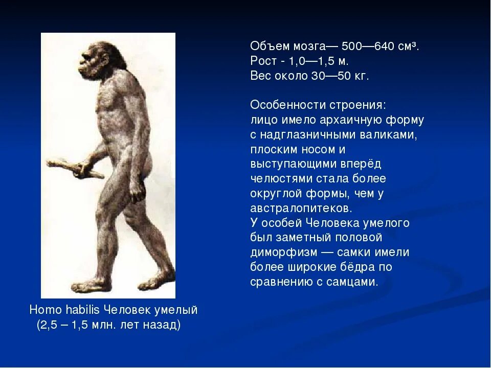 Мозгов рост вес. Хомо хабилис рост. Особенности строения мозга человека умелого. Вес человека умелого. Человек умелый рост и объем мозга.