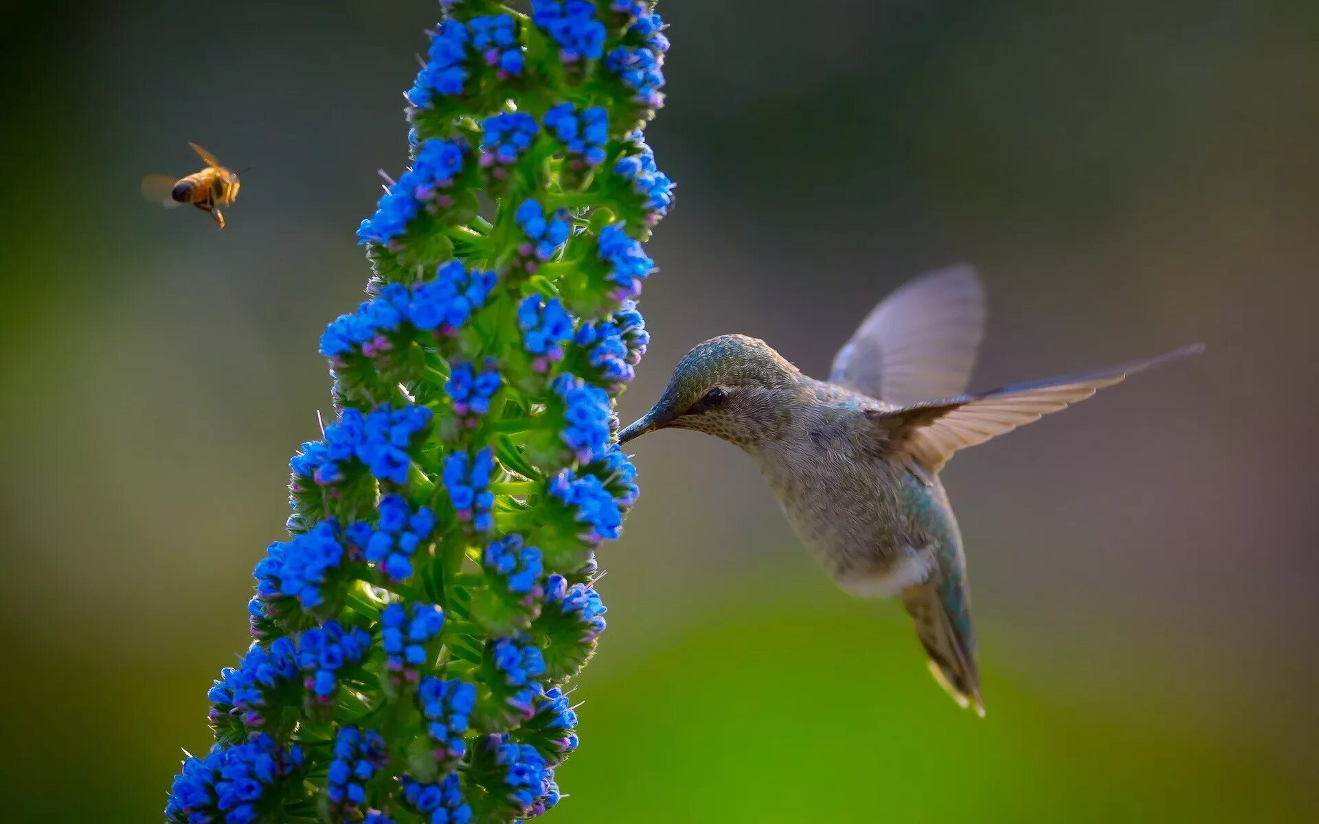 Колибри опыляют растения. Колибри опыляет цветы. Птички Колибри опылители. Колибри опыление цветков. Опылитель синяя птица