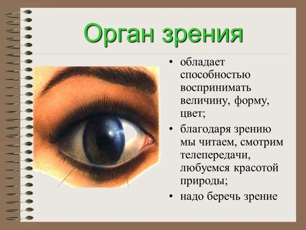 Органы чувств глаза 9 класс. Орган зрения. Глаза орган зрения. Сообщение на тему зрение. Органы чувств глаза.