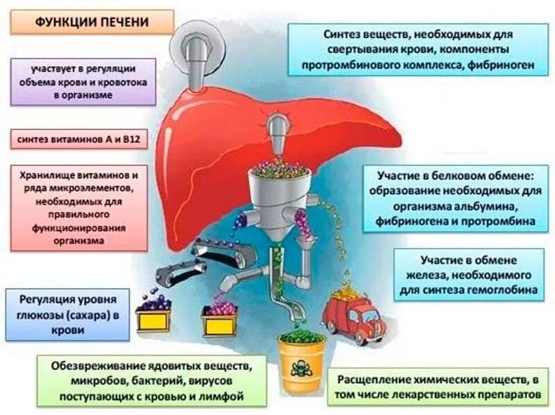 Функции токсинов. Функции печени. функции и роль печени. функции печер. функции печени таблица.