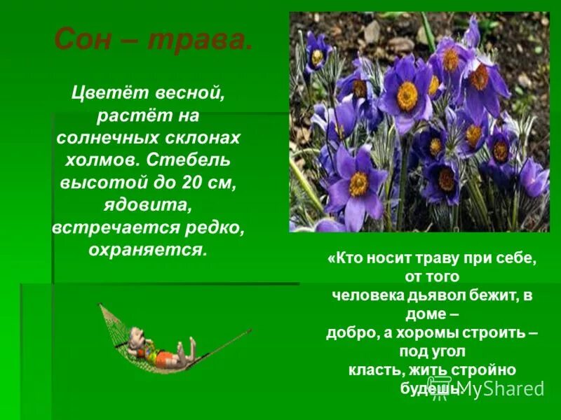 Сон трава почему так назвали. Сон трава доклад. Сведения о сон траве. Сообщение о растение сон трава. Интересные факты о сон траве.