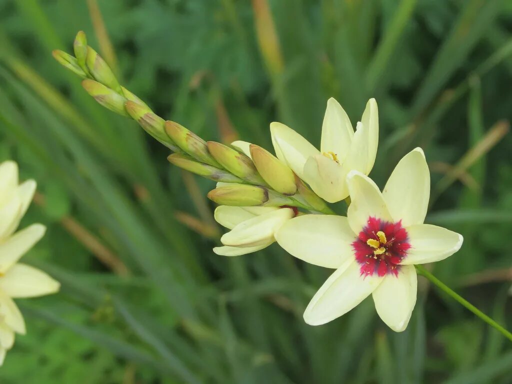Иксия цветок выращивание в открытом грунте