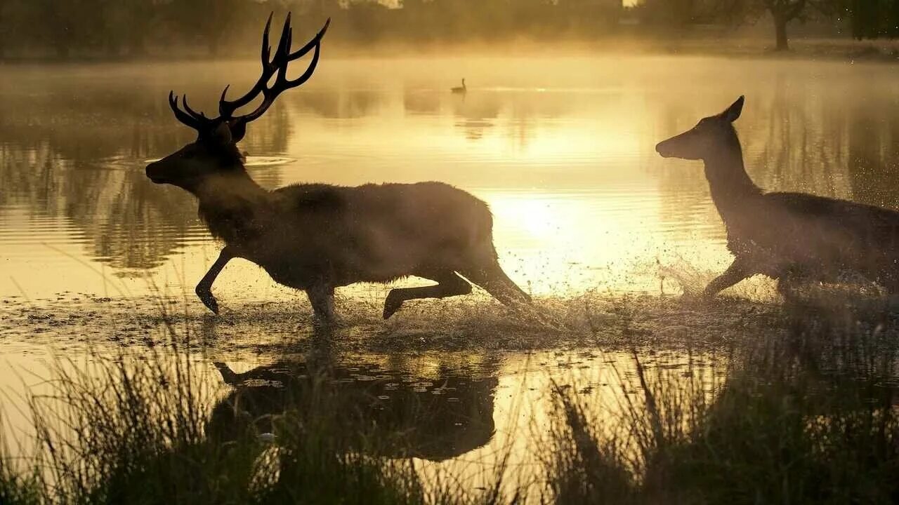 озеро олень