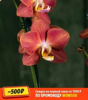 Өте жоғары сексуалды өкшелі аяқ киім