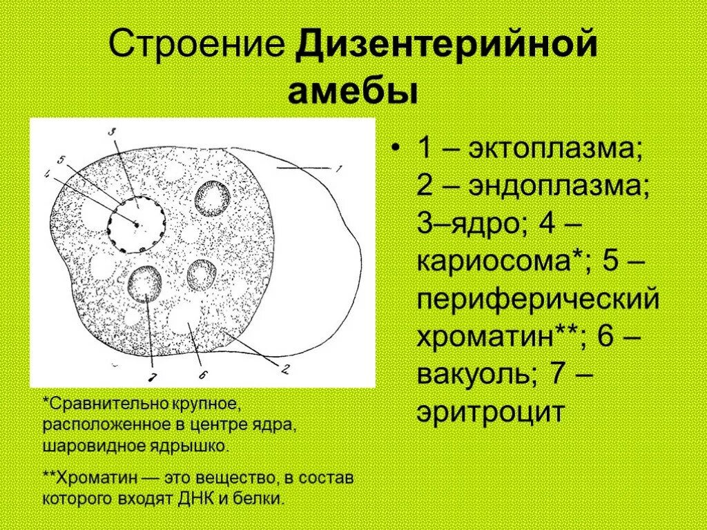 Дизентерийная амеба структура. Строение дизентерийной амебы вегетативной формы. Строение цисты дизентерийной амебы. Циста дизентерийной амебы рисунок. Какое строение имеет простейшие