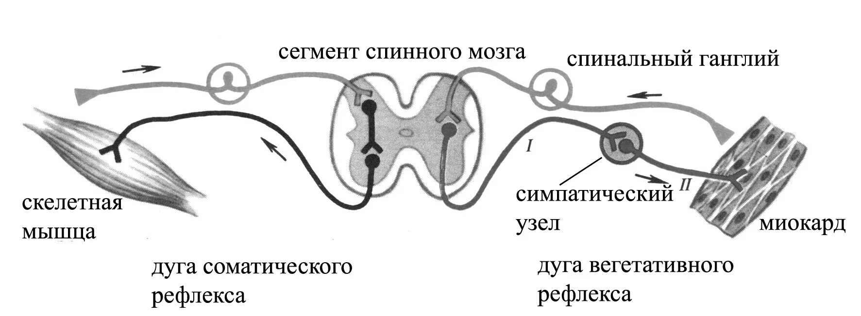 Дуги вегетативной нервной системы. Схема рефлекторной дуги вегетативного рефлекса. Схема рефлекторных дуг соматического рефлекса. Схема рефлекторной дуги вегетативной нервной системы. Схема рефлекторной дуги соматического рефлекса.