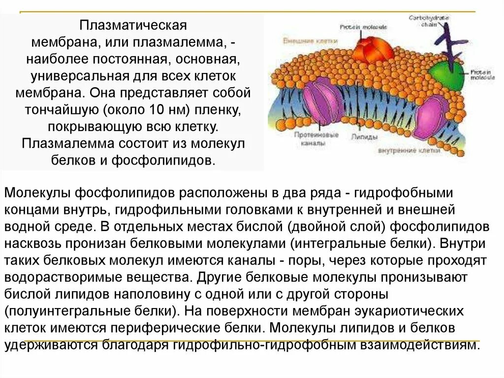 Строение и функции плазматической. Клеточная плазматическая мембрана. Плазматическая мембрана плазмалемма. Мембраны клетки плазмалемма. Функции белков в плазматической мембране.