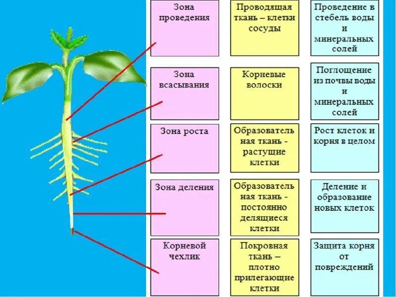 Опорная функция растения. Строение органов растений. Функции органов растений. Корень строение орган растения. Органы растений таблица.