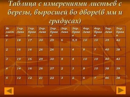 Средняя длина листьев березы