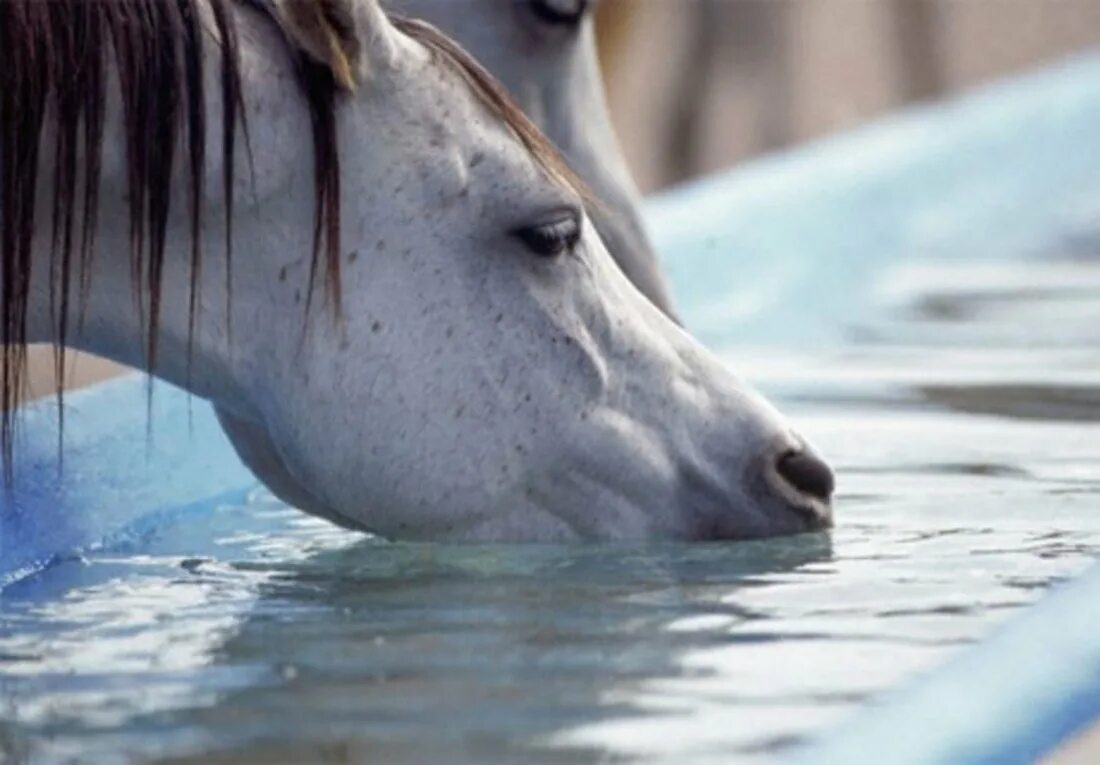 Лошадь пьет воду. Лошади в воде. Водяная лошадь. Поение лошадей. Конь пьет воду