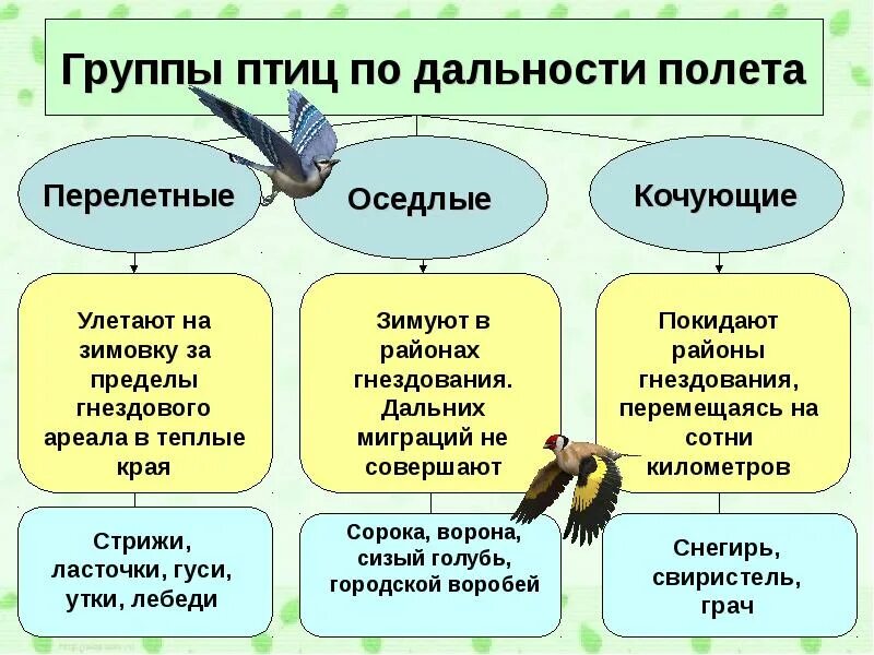 Оседлые Кочующие и перелетные птицы. Классификация птиц перелетные Кочующие оседлые. Птицы по группам. Экологическая классификация птиц.