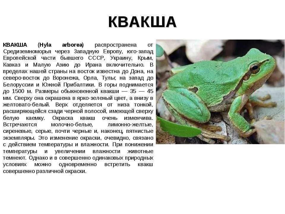Жаба краткое описание. Сообщение по биологии 7 класс лягушки квакши. квакша краткое описание. квакша обыкновенная краткое сообщение. лягушка квакша обыкновенная описание.