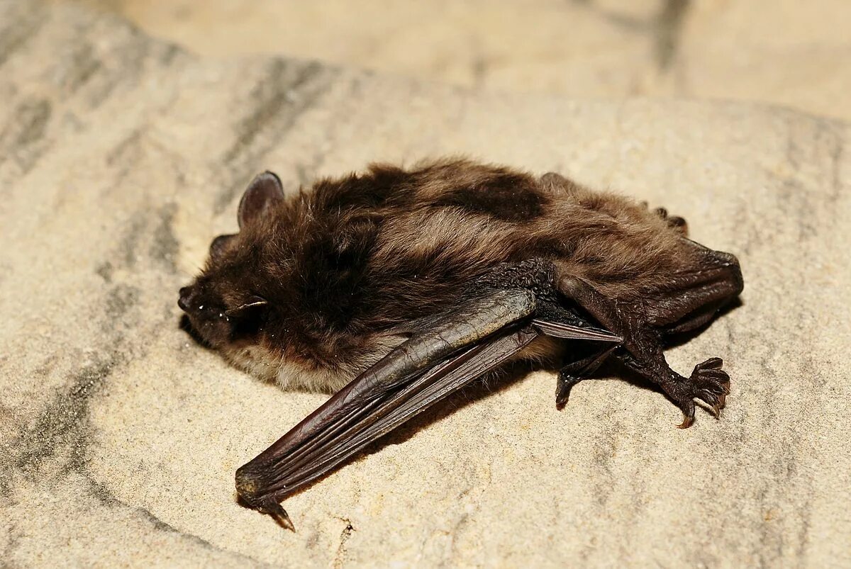 Прудовая ночница. Прудовая ночница Myotis dasycneme (Boie, 1825). Летучая мышь Прудовая ночница. Ночница рукокрылые.