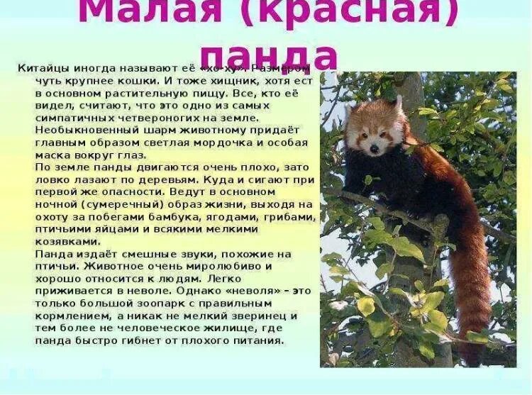 Сообщение о каком либо
