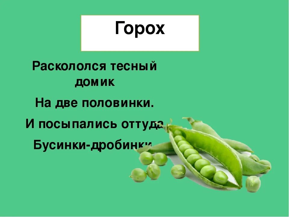 Загадка про горох. Стишки для детей про горох. Загадка про горох для детей. Горох для дошкольников.