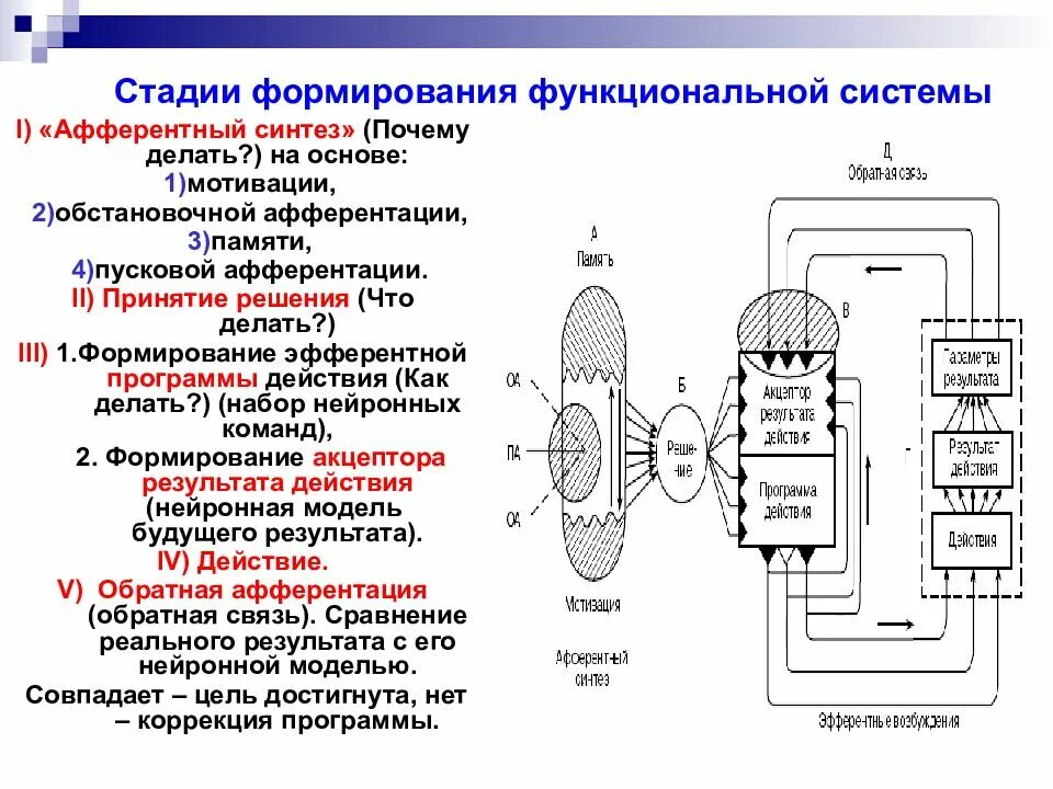 Функциональная система движения. Узловые механизмы функциональной системы. Функциональная система Анохина. Функциональная система поведенческого акта по Анохину. Регуляция функциональных систем по Анохину.