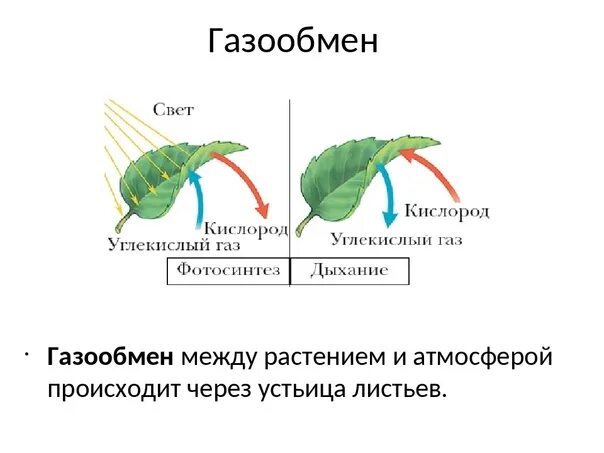 Растения на свету поглощают кислород или нет. Газообмен у растений 6 класс. Газообмен в листьях. Схема газообмена у растений. Дыхание листа схема.