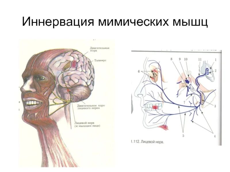 Иннервация и рефлексы. Иннервация мышц. Кровоснабжение и иннервация мимических мышц. Двигательная иннервация жевательных мышц. Кровоснабжение мимических мышц.