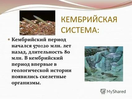 Кембрийский период особенности