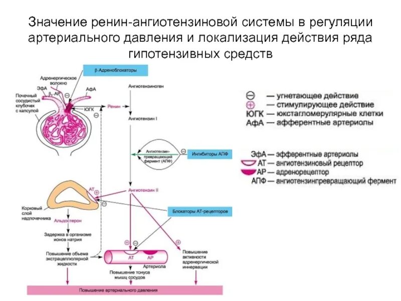 Ангиотензин 2 рецепторы локализация. Система РААС регуляция. Регуляция давления ренин. РААС система механизм. Где расположен центр регуляции кровяного давления